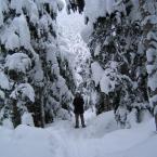 More Forest, More Snow... / , ...